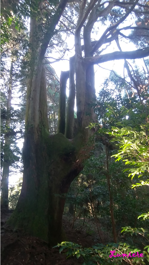 幣立神宮　巨木　杉