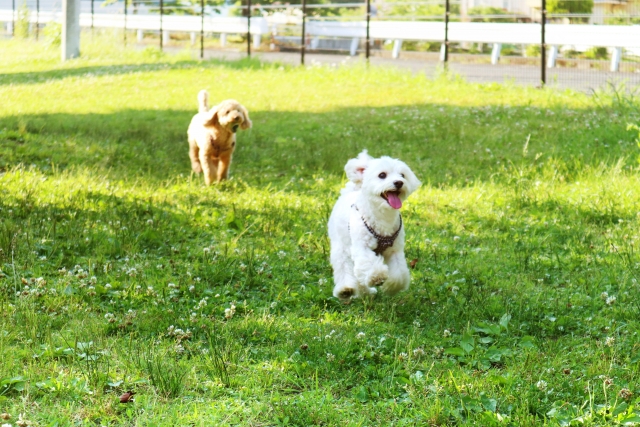 昭和記念公園ドッグラン