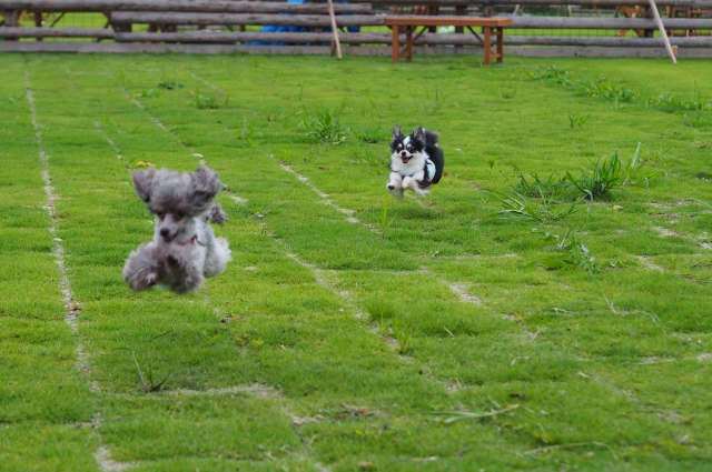 代々木公園ドッグラン時間登録