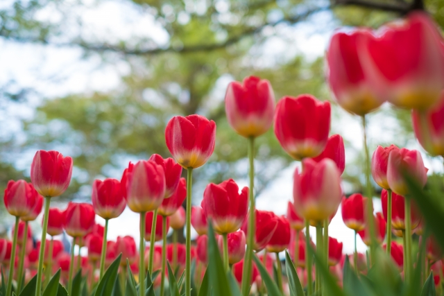 昭和記念公園チューリップ