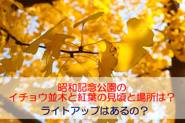 昭和記念公園イチョウ紅葉